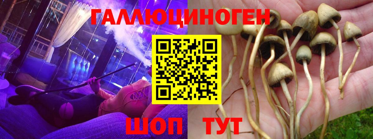 Шуя  Галлюциногенные грибы мицелий  Псилоцибиновые грибы прущие грибы  хочу наркоту  Вход с VPN 